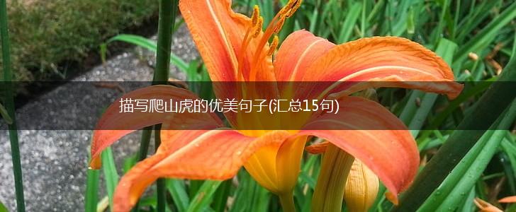 描写爬山虎的优美句子(汇总15句),第1张