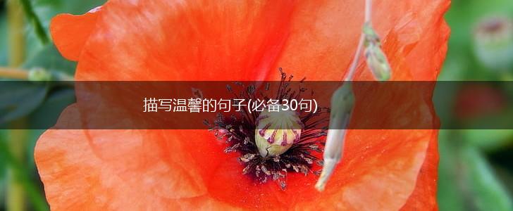 描写温馨的句子(必备30句),第1张