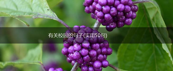 有关校园的句子(实用50句),第1张