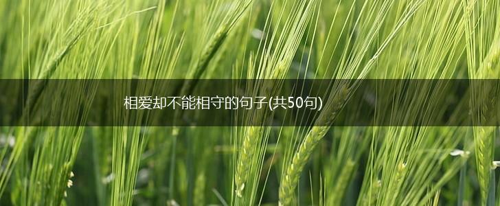 相爱却不能相守的句子(共50句),第1张