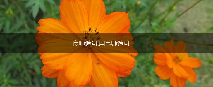 良师造句,用良师造句,第1张