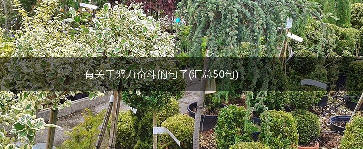 有关于努力奋斗的句子(汇总50句),第1张