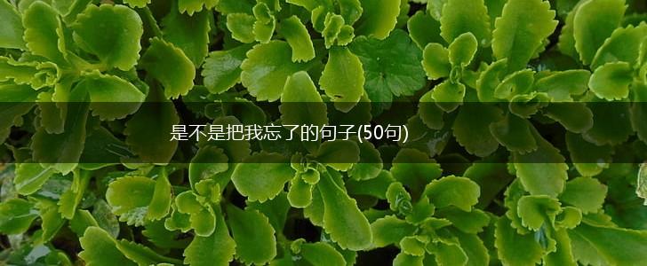 是不是把我忘了的句子(50句),第1张