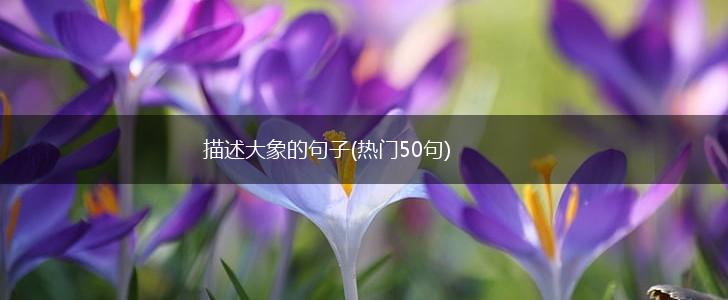 描述大象的句子(热门50句),第1张