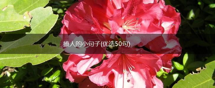 撩人的小句子(优选50句),第1张