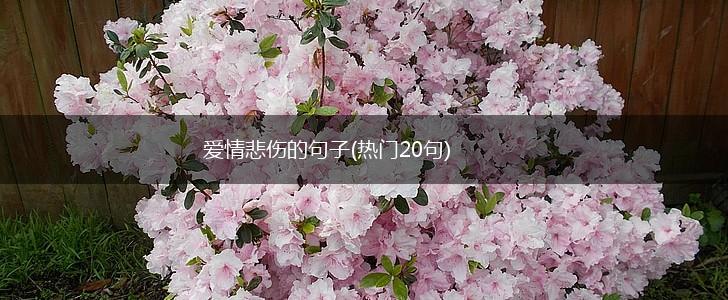 爱情悲伤的句子(热门20句),第1张