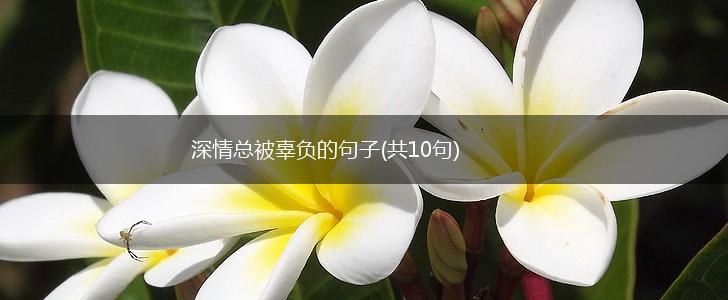 深情总被辜负的句子(共10句),第1张