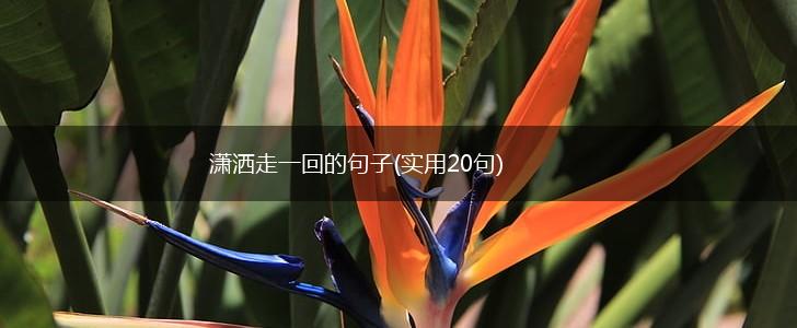 潇洒走一回的句子(实用20句),第1张
