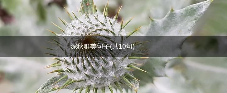 深秋唯美句子(共10句),第1张
