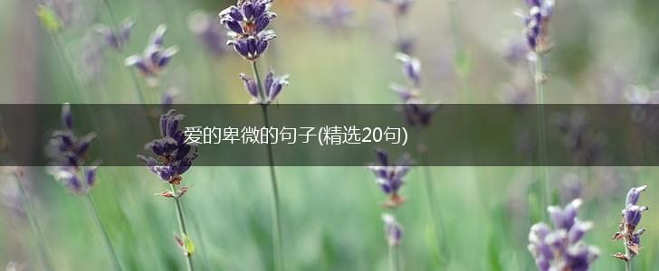 爱的卑微的句子(精选20句),第1张