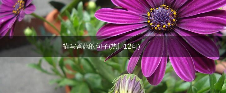 描写香菇的句子(热门12句),第1张
