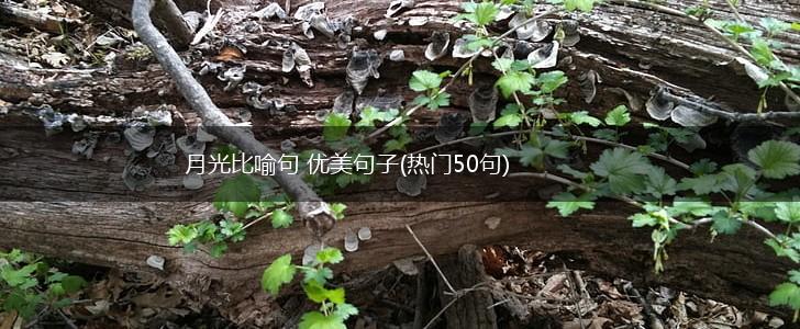 月光比喻句 优美句子(热门50句),第1张
