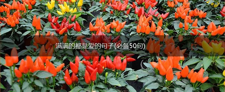 满满的都是爱的句子(必备50句),第1张