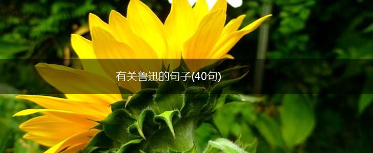 有关鲁迅的句子(40句),第1张