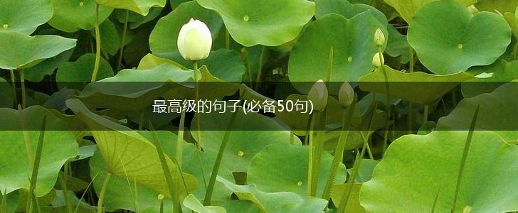 最高级的句子(必备50句),第1张