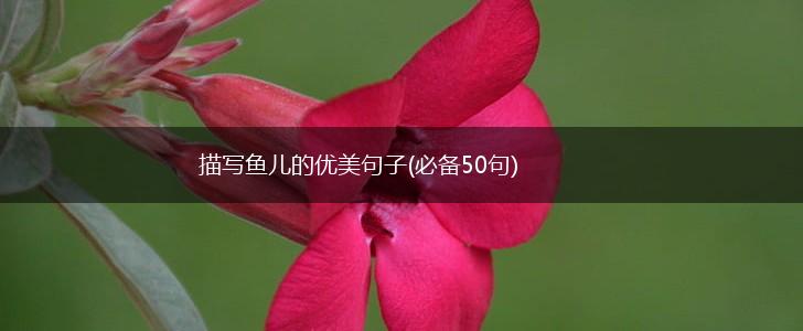 描写鱼儿的优美句子(必备50句),第1张