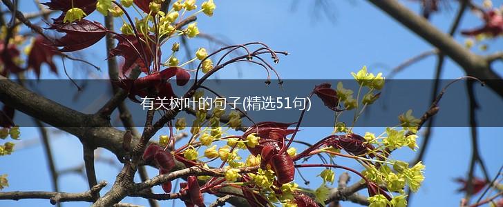 有关树叶的句子(精选51句),第1张