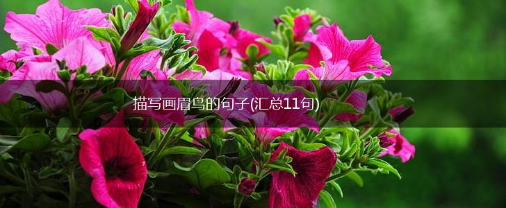 描写画眉鸟的句子(汇总11句),第1张