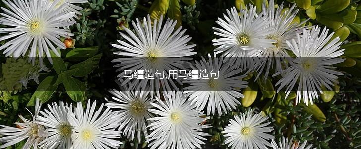 马缰造句,用马缰造句,第1张
