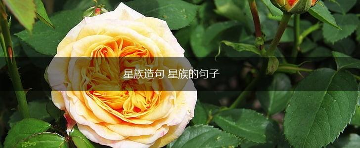 星族造句 星族的句子,第1张