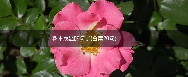 树木茂盛的句子(合集20句),第1张