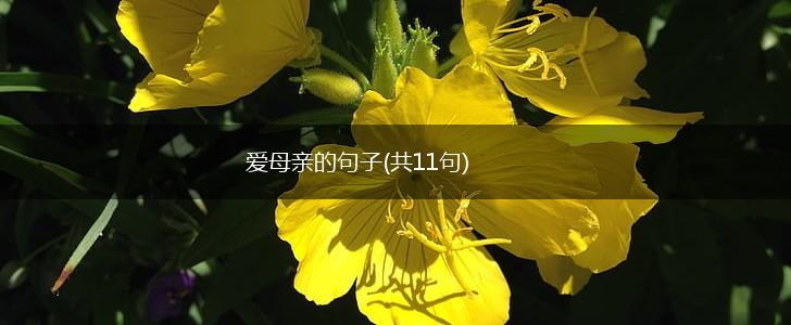 爱母亲的句子(共11句),第1张