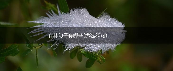 森林句子有哪些(优选20句),第1张