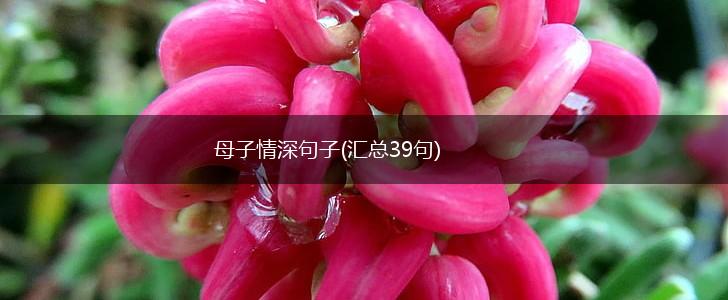 母子情深句子(汇总39句),第1张