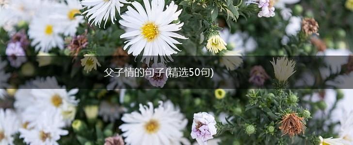 父子情的句子(精选50句),第1张