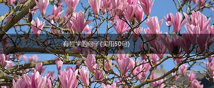 有哲学的句子(实用50句),第1张
