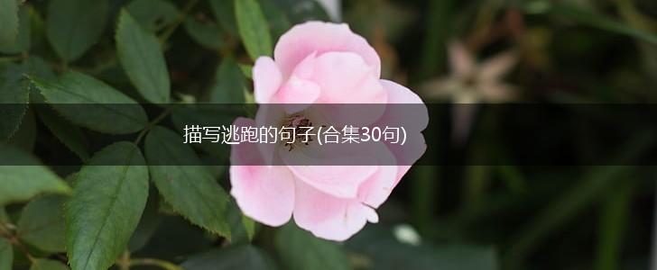 描写逃跑的句子(合集30句),第1张