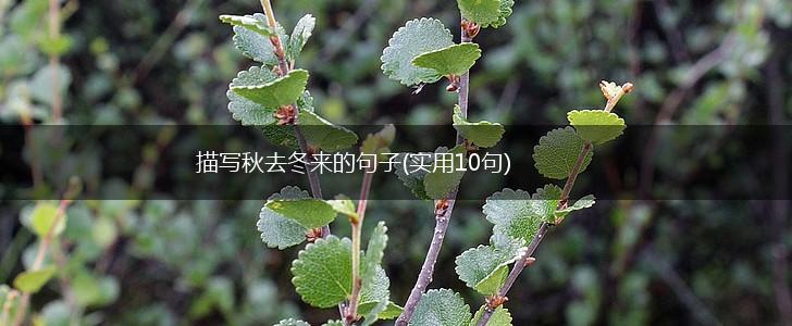 描写秋去冬来的句子(实用10句),第1张