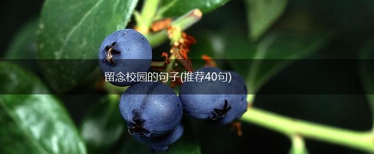 留念校园的句子(推荐40句),第1张