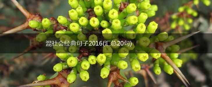 混社会经典句子2016(汇总20句),第1张