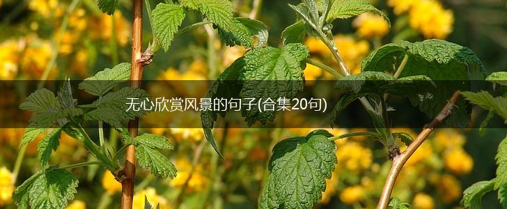 无心欣赏风景的句子(合集20句),第1张