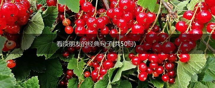 看淡朋友的经典句子(共50句),第1张