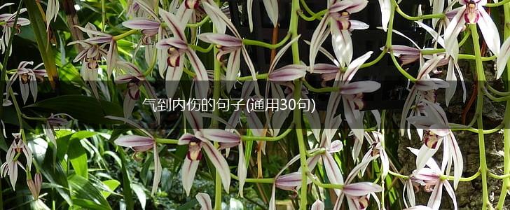气到内伤的句子(通用30句),第1张