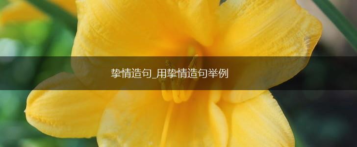 挚情造句_用挚情造句举例,第1张 挚情造句_用挚情造句举例,第1张