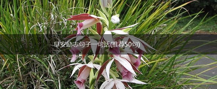早安励志句子一句话(推荐50句),第1张