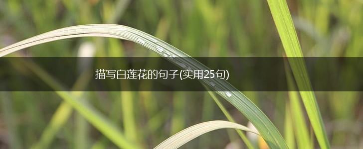 描写白莲花的句子(实用25句),第1张