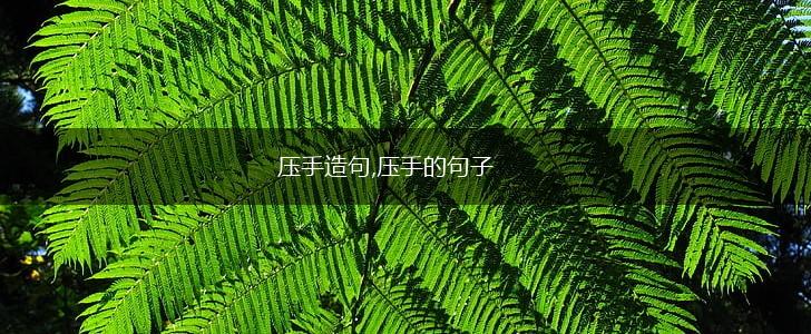 压手造句,压手的句子,第1张 压手造句,压手的句子,第1张