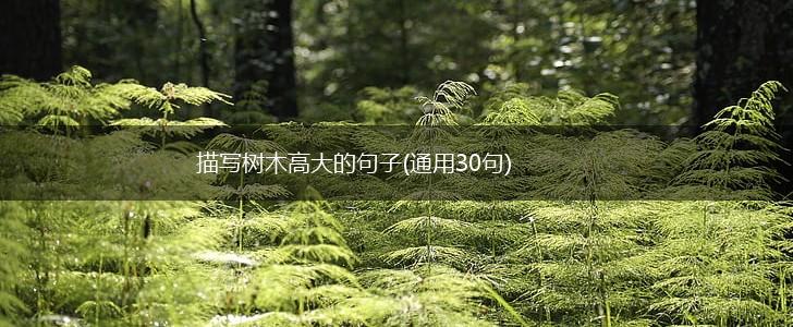 描写树木高大的句子(通用30句),第1张