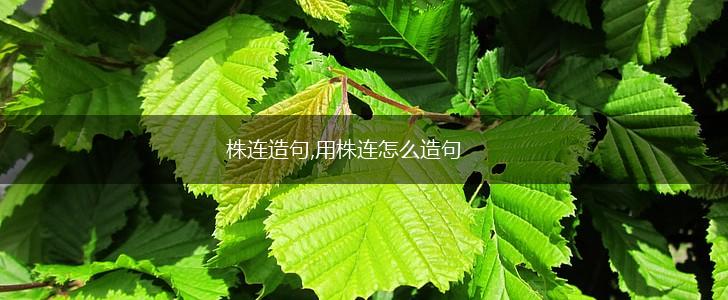 株连造句,用株连怎么造句,第1张 株连造句,用株连怎么造句,第1张