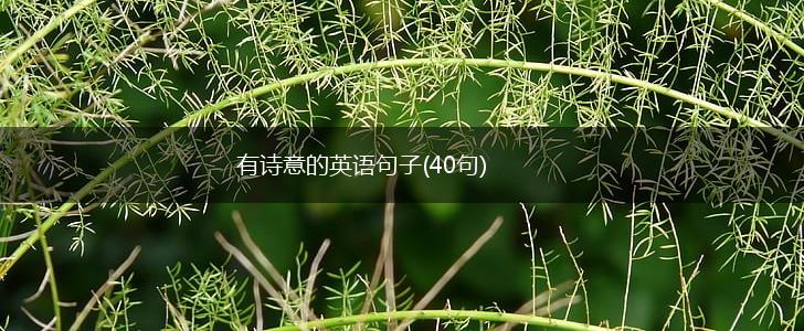 有诗意的英语句子(40句),第1张
