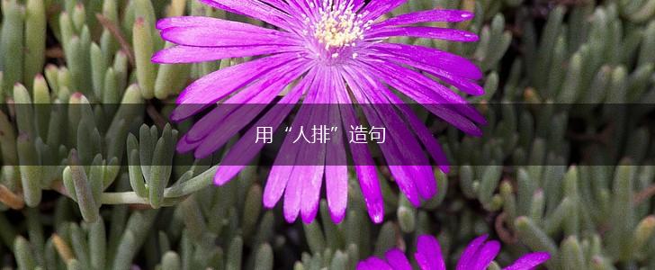 用“人排”造句,第1张