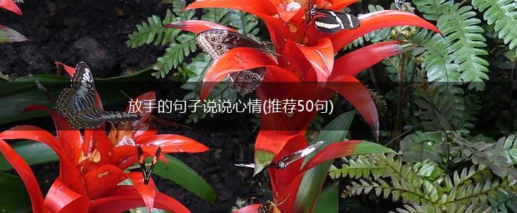 放手的句子说说心情(推荐50句),第1张