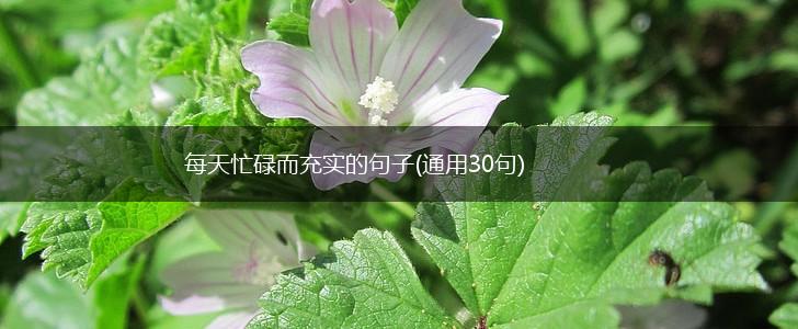 每天忙碌而充实的句子(通用30句),第1张