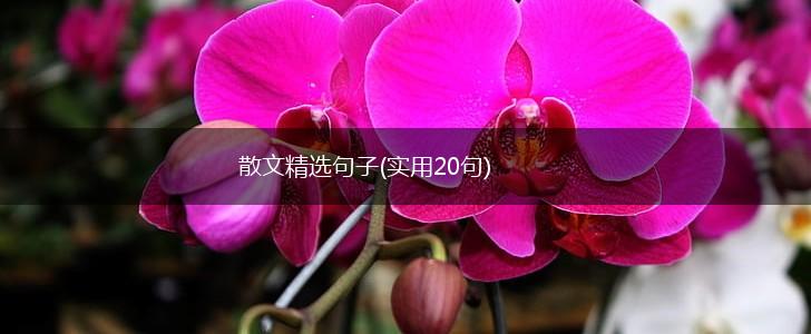 散文精选句子(实用20句),第1张