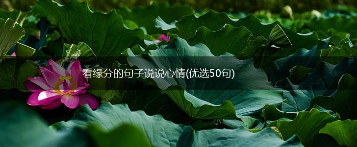 看缘分的句子说说心情(优选50句),第1张