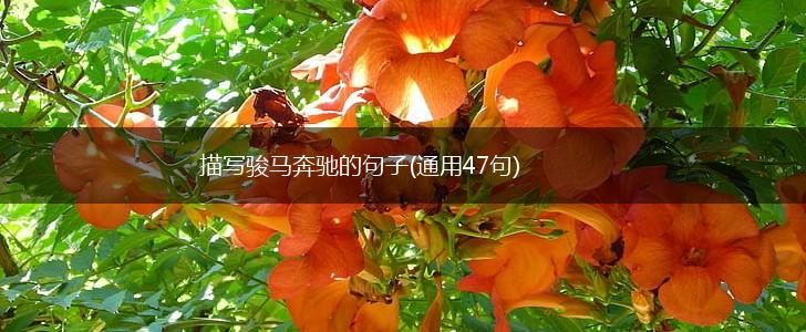描写骏马奔驰的句子(通用47句),第1张